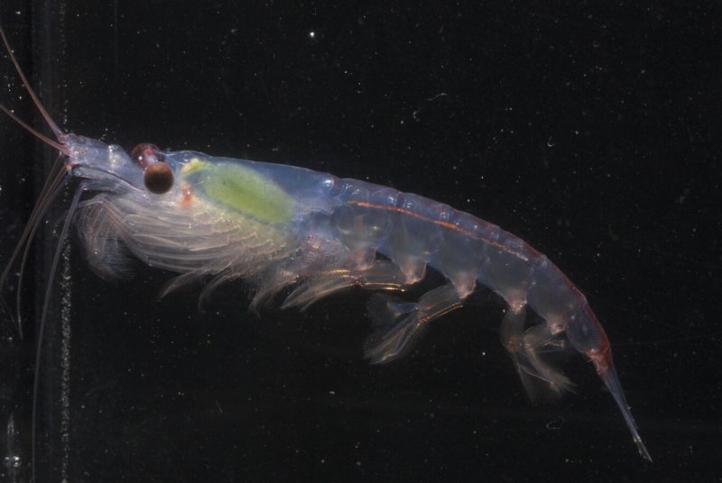 Криль, антарктический [Euphausia superba