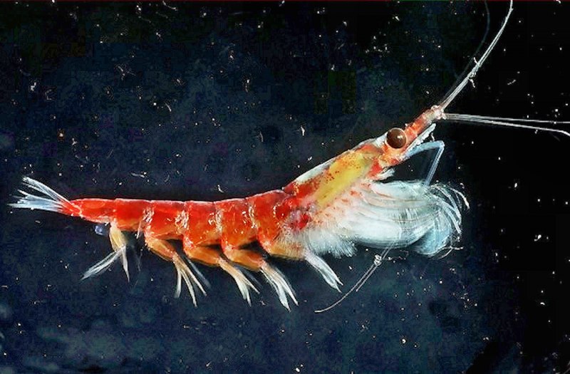 Криль, антарктический [Euphausia superba