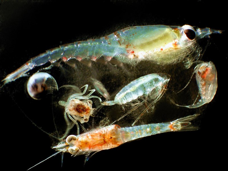 Веслоногие ракообразные (Copepoda)