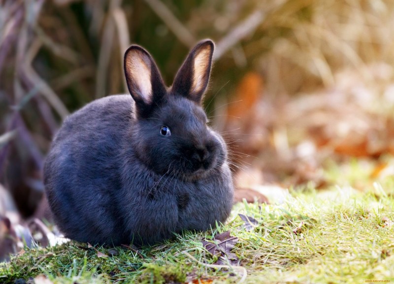 Кролик (Oryctolagus cuniculus) родичи