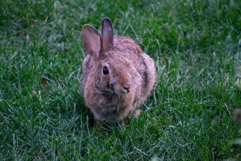 Oryctolagus cuniculus