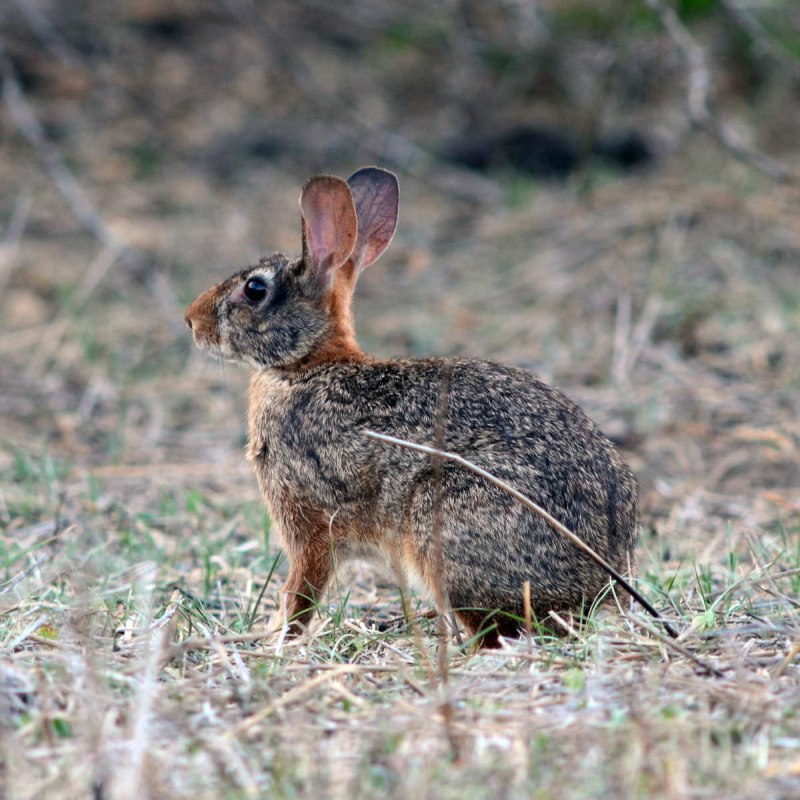 Кролик (Oryctolagus cuniculus) родичи