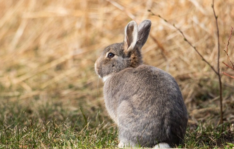 Sylvilagus Cunicularius