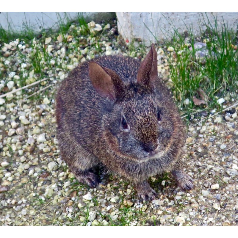 Sylvilagus Mansuetus