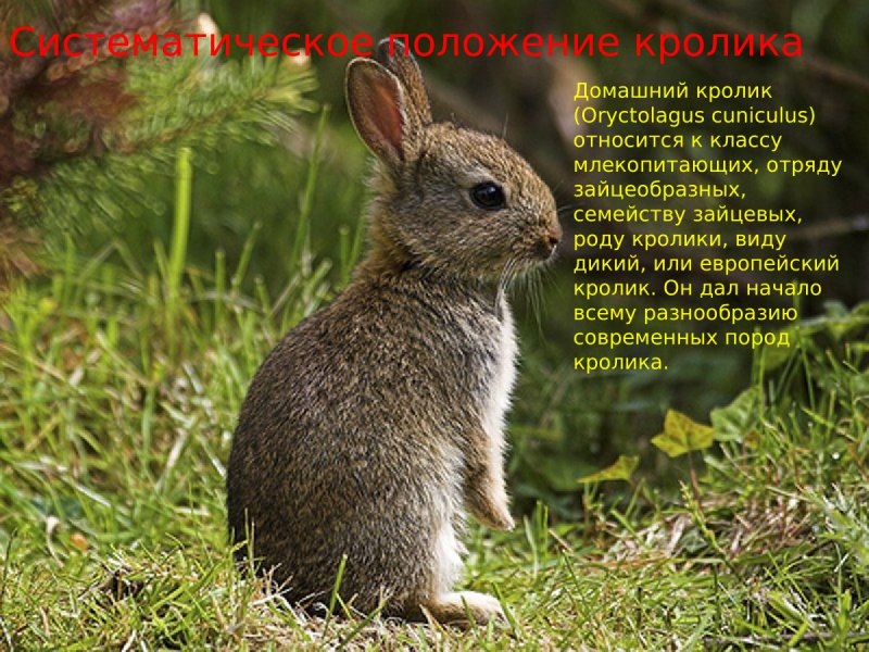 Карликовый Русак кролик