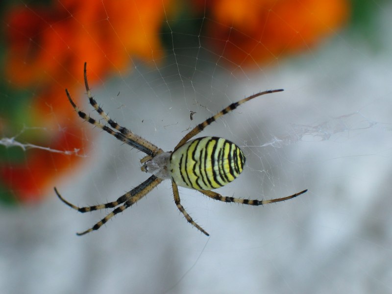 Осиный паук (63 фото)