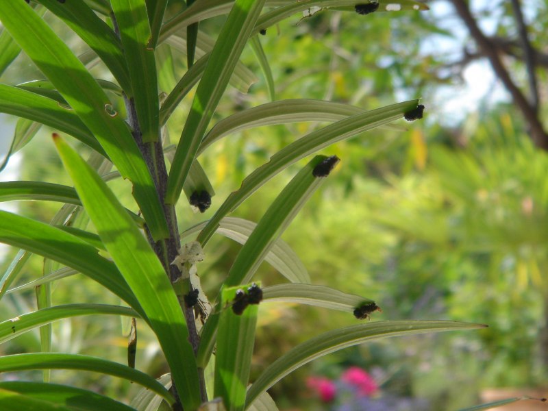 Жуки листоеды Chrysomelidae трещалка