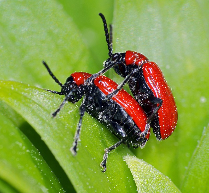 Личинки Lilioceris lilii