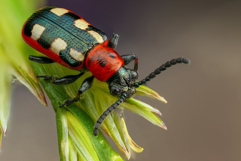 Жуки листоеды Chrysomelidae трещалка