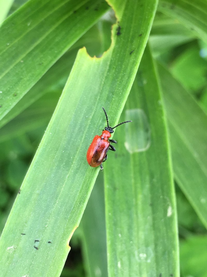 Lilioceris merdigera