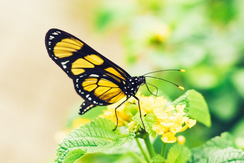 Hebomoia glaucippe