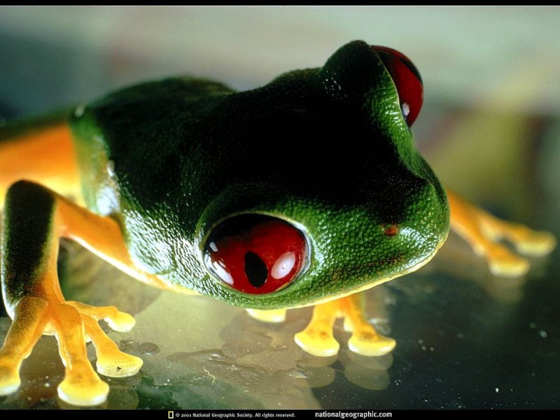 Жаба Bufo debilis