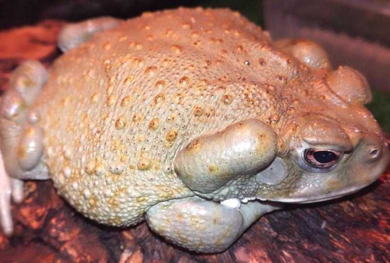 Лягушка арт инди КИД