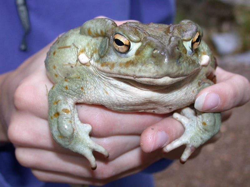 Жаба колорадская (Bufo Alvarius)