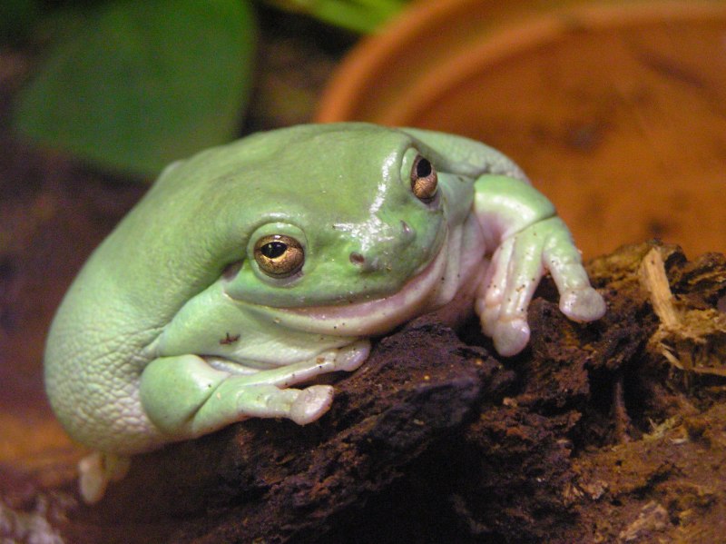 Галлюциногенная жаба (66 фото)