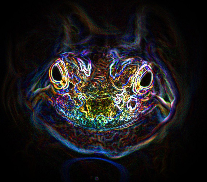 Lithobates catesbeianus