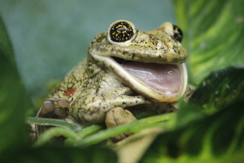Жаба ага Bufo Marinus