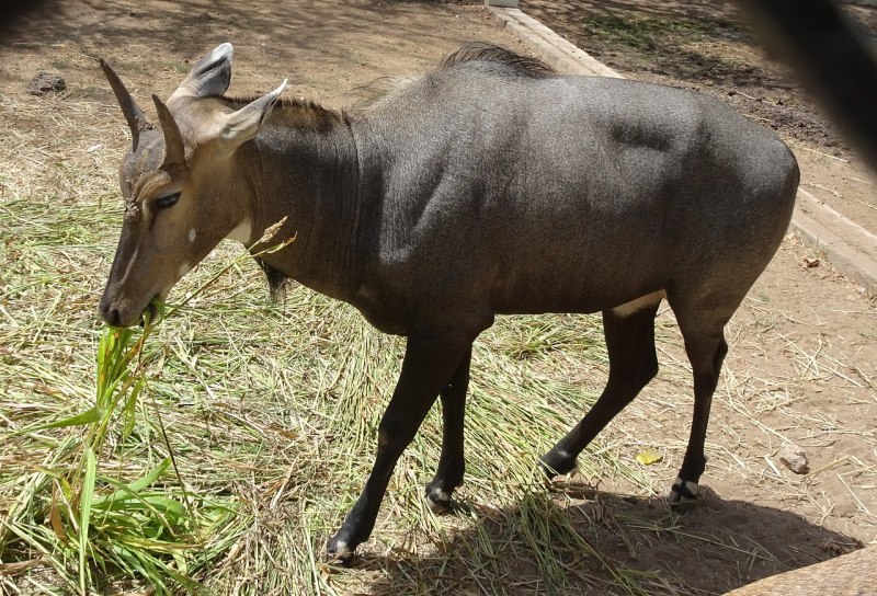 Boselaphus tragocamelus