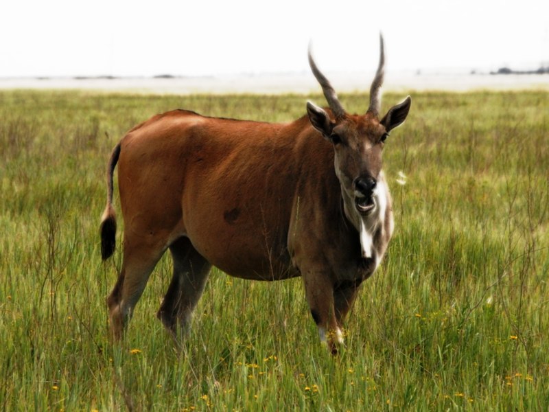 Boselaphus tragocamelus