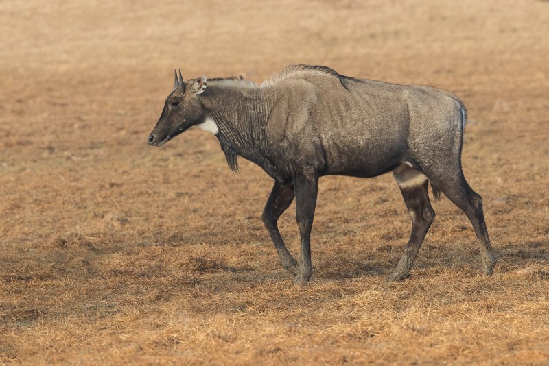 Boselaphus tragocamelus