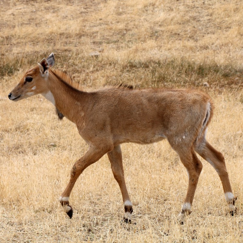 Boselaphus tragocamelus