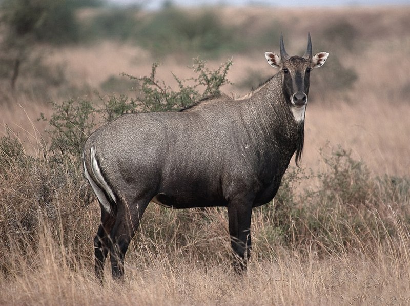 L'antilope d'or