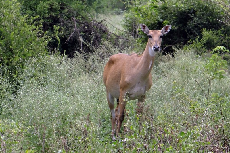 Boselaphus tragocamelus