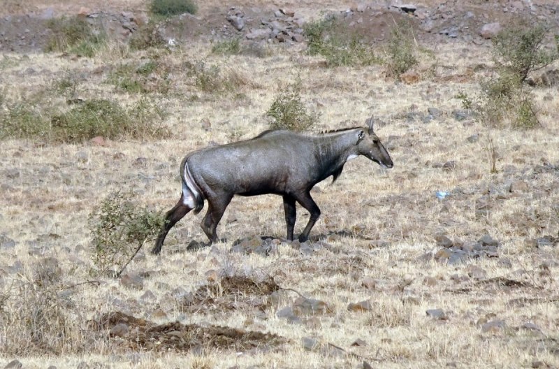 Boselaphus tragocamelus