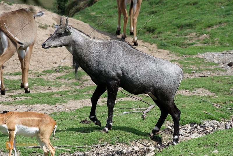 Nilgai