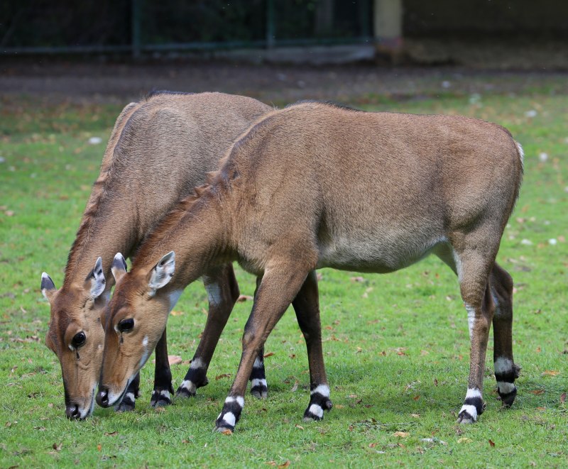 Nilgai