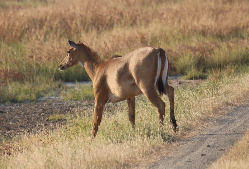 File:Nilgai