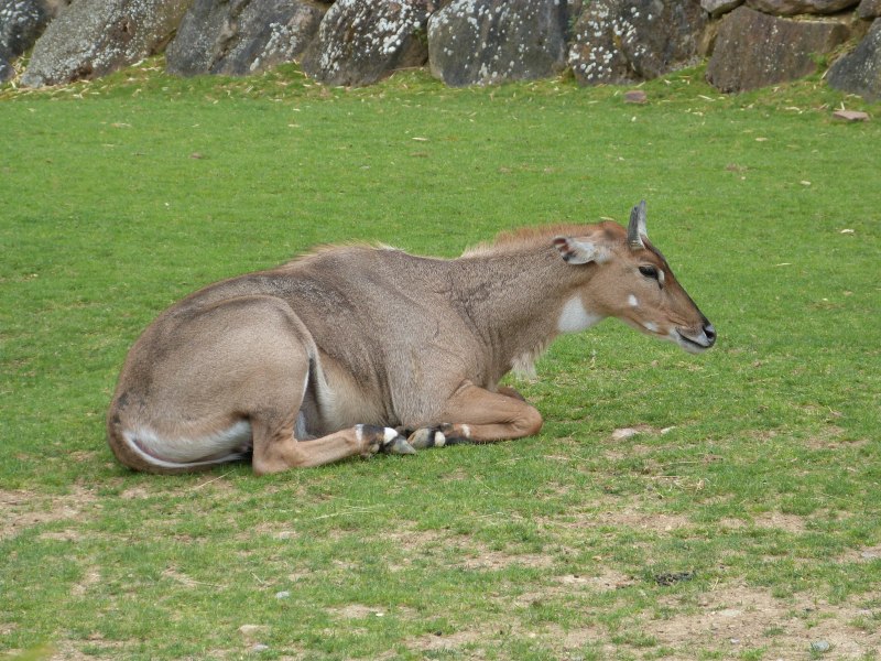 Boselaphus tragocamelus
