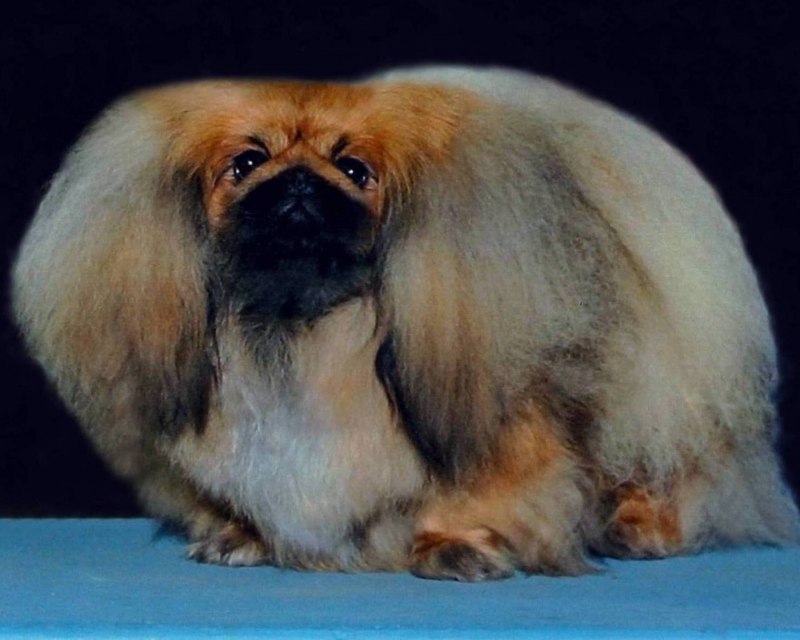 Корейский Пекинес