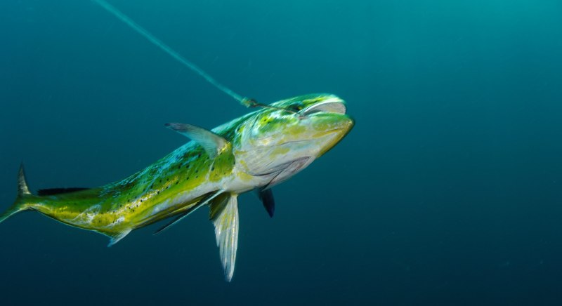 Bull Fish