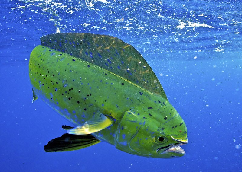 Морская рыба Mahi-Mahi