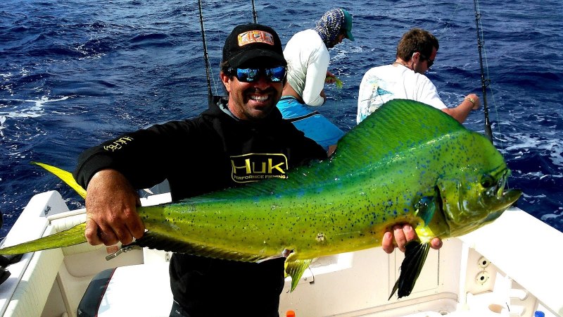 Морская рыба Mahi-Mahi