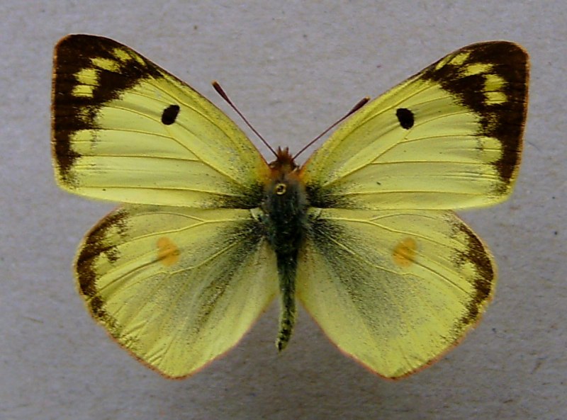 Желтушка Луговая COLIAS hyale