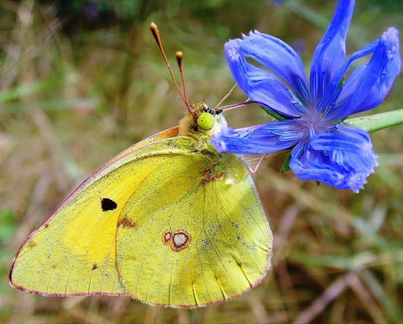 Желтушка Луговая COLIAS hyale