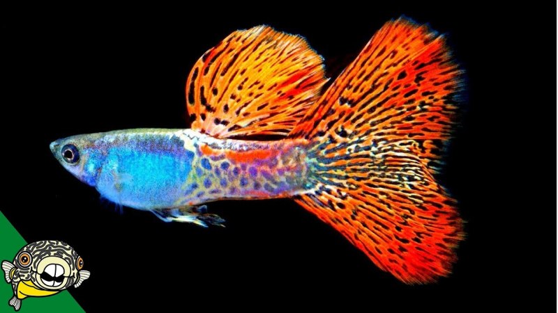 Гуппи Red Albino