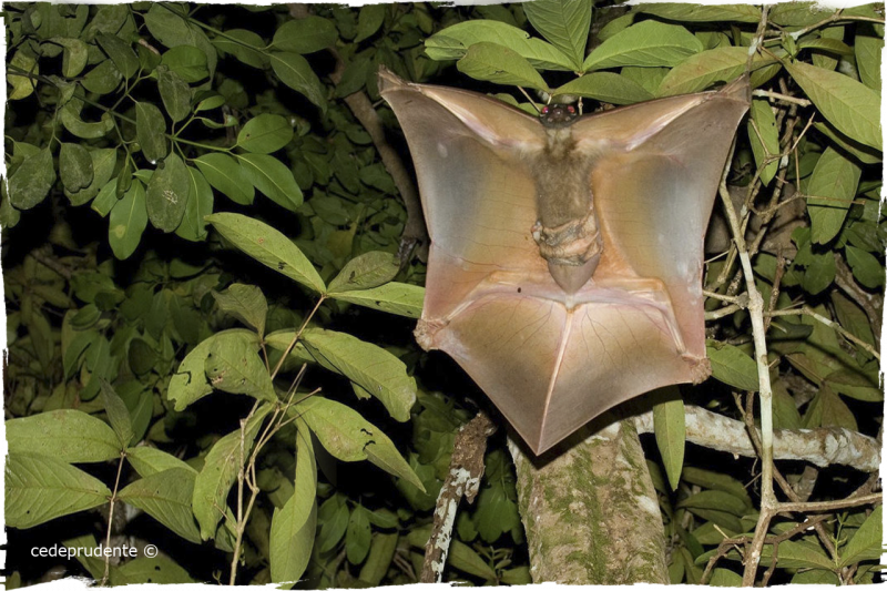 Galeopterus variegatus
