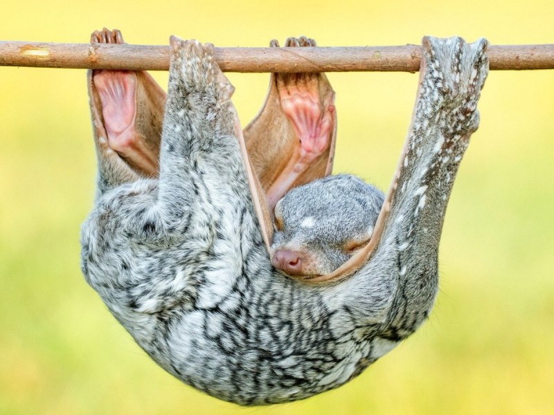 Philippine Flying Lemur