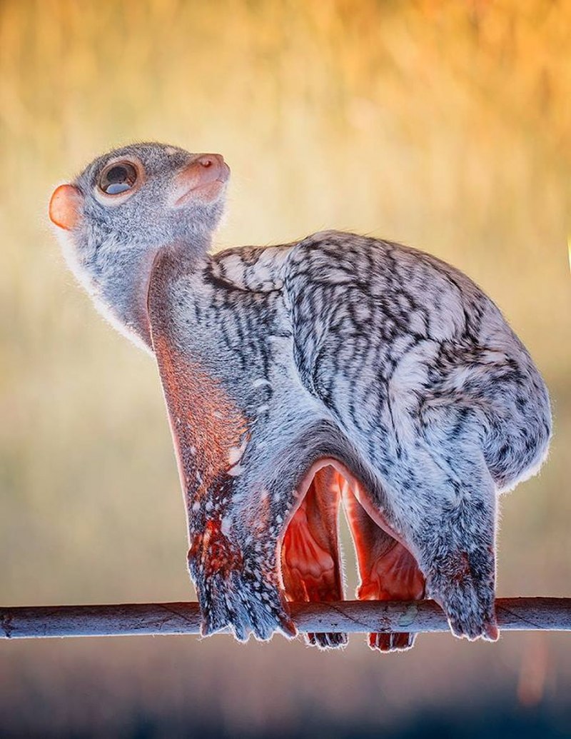 Cynocephalus variegatus