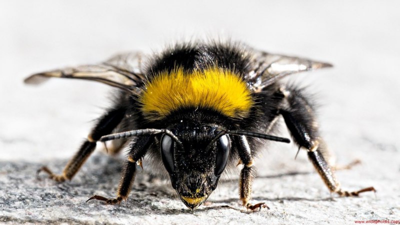 Bombus consobrinus