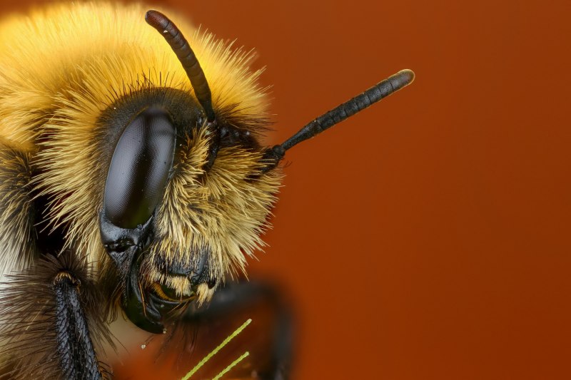 Vespa mandarinia Шершень