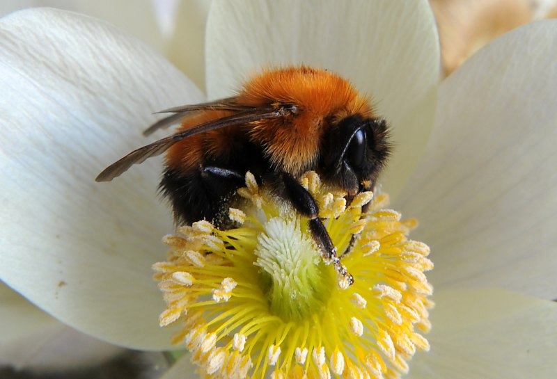 Bombus Trophonius