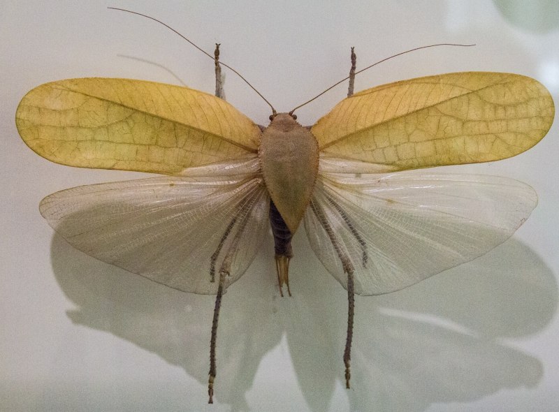Мельничная огневка Ephestia kuehniella