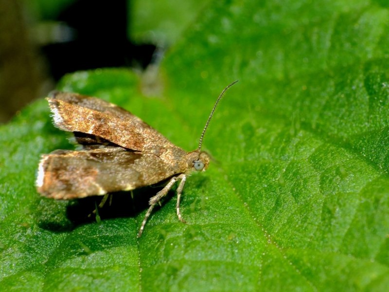 Платяная моль (Tineola bisselliella)
