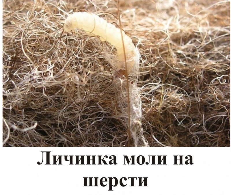 Моль в машине