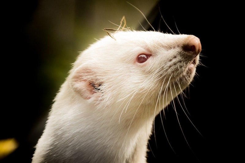 Badger Albino
