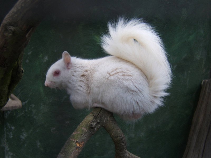 Jazavac